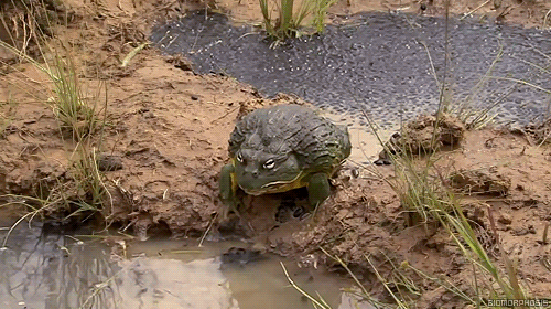 biomorphosis:The African bullfrog is the biggest frog in Africa and very aggressive. But in spite of