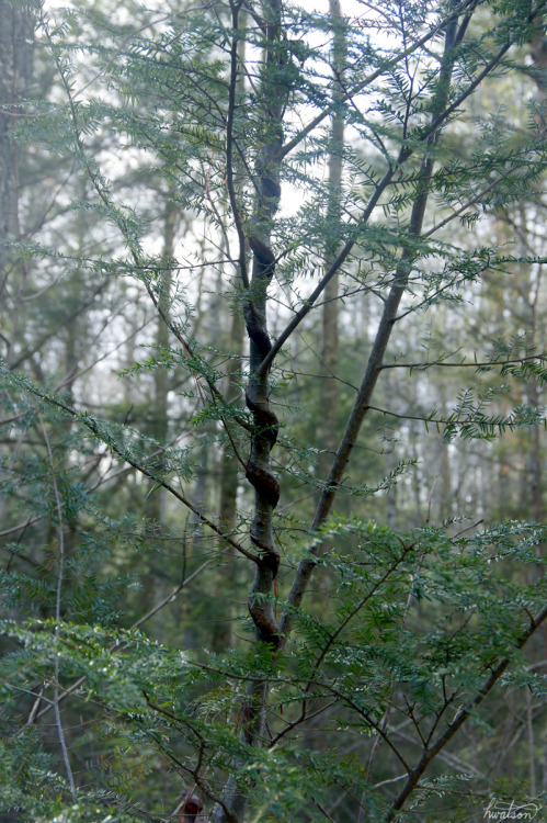 frolicingintheforest:Twisted Hemlock. 