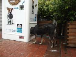 scratch-tastic:shadesofamethyst:lickystickypickyshe:The Turkish company Pugedon has recently introduced a vending machine that’s an innovative way to help both the environment and our furry friends. It releases food for the city’s stray dogs and cats