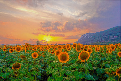 SUNFLOWER&rsquo;S SUNSET by fabiogis50 on Flickr.