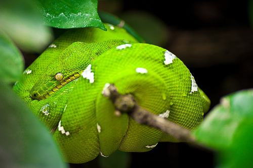 snake-lovers:Emerald Tree Boa (Corallus caninus)