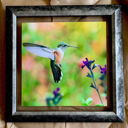 Just picked up our first numbered framed print. I am so happy how it turned out #hummingbird #hummin