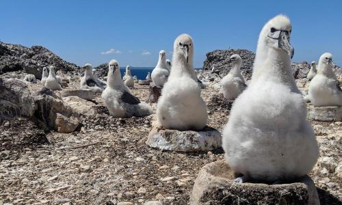 Constructing Artificial Nests for Shy Albatross, photo by Matthew Newton 