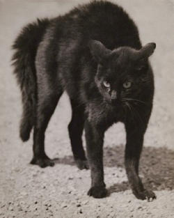 nervoservo:  Martin Munkácsi - Black Cat