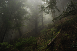 ysambre-fauntography:  &ldquo;La Forêt sans Nom&rdquo;