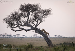 Superb Nature