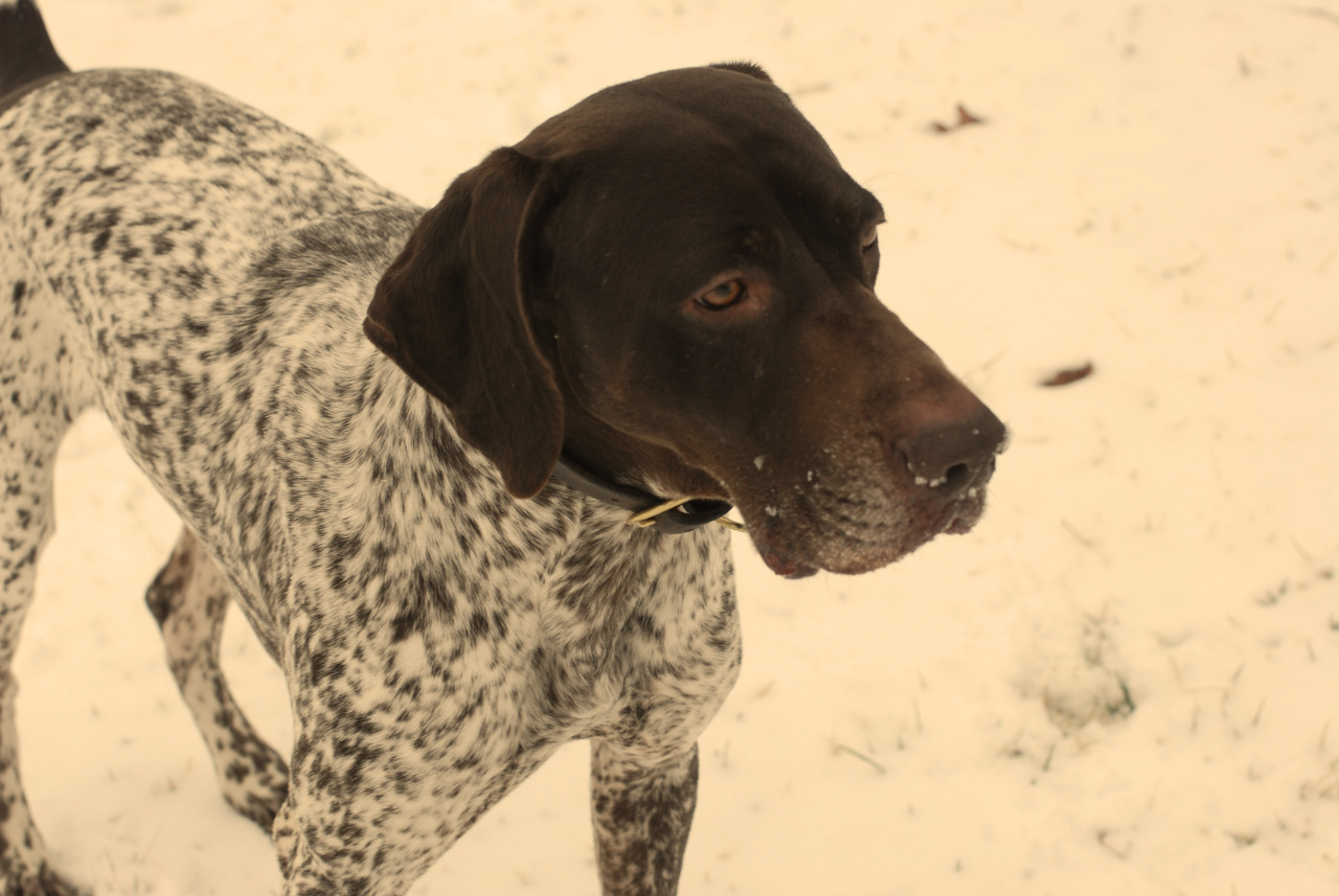 gothicsouth:  Jack plays in the snow. // Jack joue dans la neige.