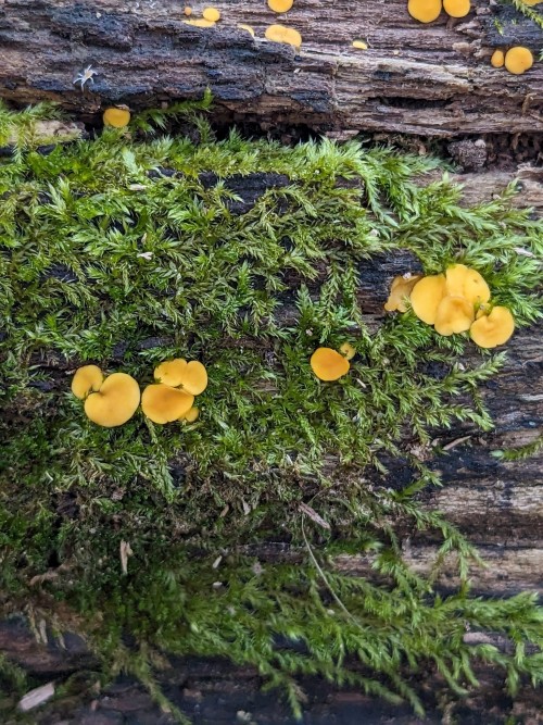 Yellow Fairy Cups