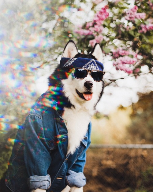 huskiesadventures: Spring Vibes Instagram | Tumblr