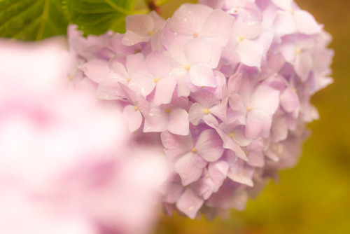 【雨に濡れて】今年は紫陽花が遅いです。庭も、通勤路も、公園も、どの紫陽花も色付くにはまだまだ。我が家では鉢植えの紫陽花だけが咲いています。北陸は梅雨入りももう少し先の模様。