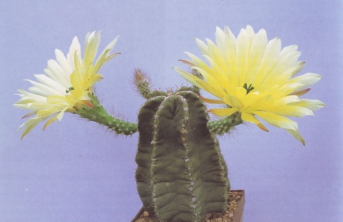 cac-tus:Cactus: Echinocereus subinermisBook: Geïllustreerde cactus encyclopedie by Libor Kunte &