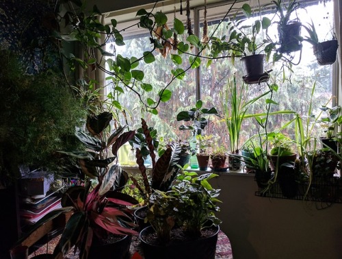 Plants are taking over my house and I love it.