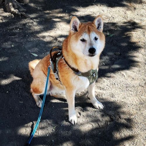 公園でここから動かないと主張する犬 #shiba #shibainu #shibadog #shibastagram #しばいぬ #柴犬 #あさんぽ #歩こうよhttps://www.instag
