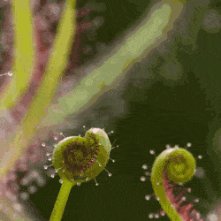 blondebrainpower:Drosera binata, commonly known as forked sundew is a carnivorous plant.