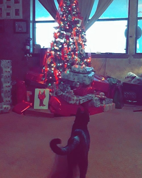 Merry Christmas from my cat Agamemnon or aggie for short, this was his first Christmas and the only 