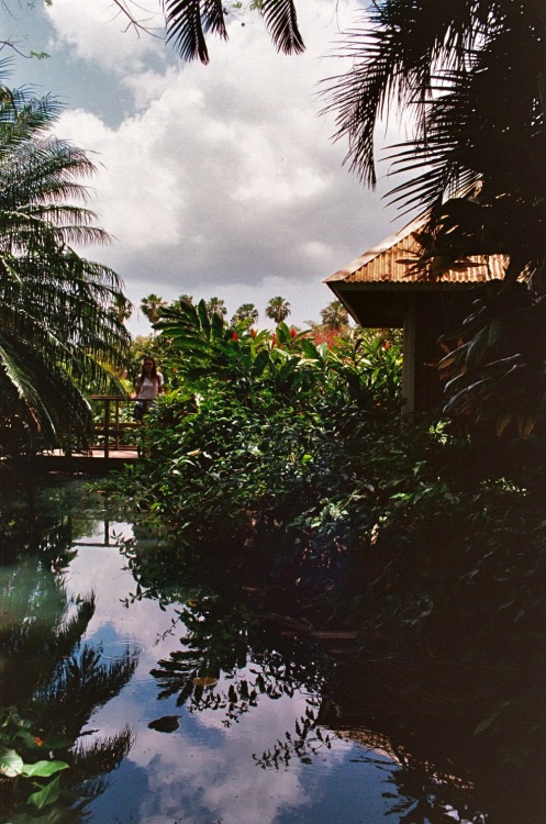 the-quiet-diary: Tropical greenery. Maui, USA