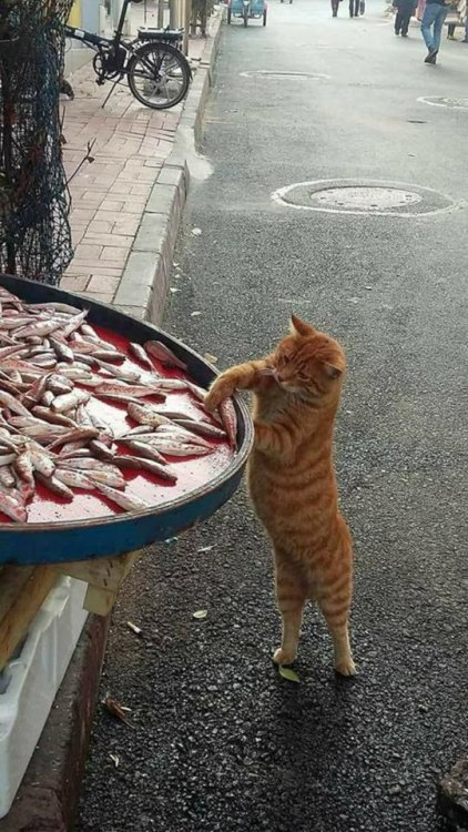 Rossini, called “cat of the historic center of Rovigo” in Italy on one of the Facebook p