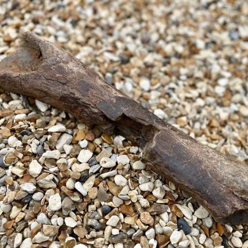 It’s hard to believe sometimes but this bone was once inside the body of a living, breathing T