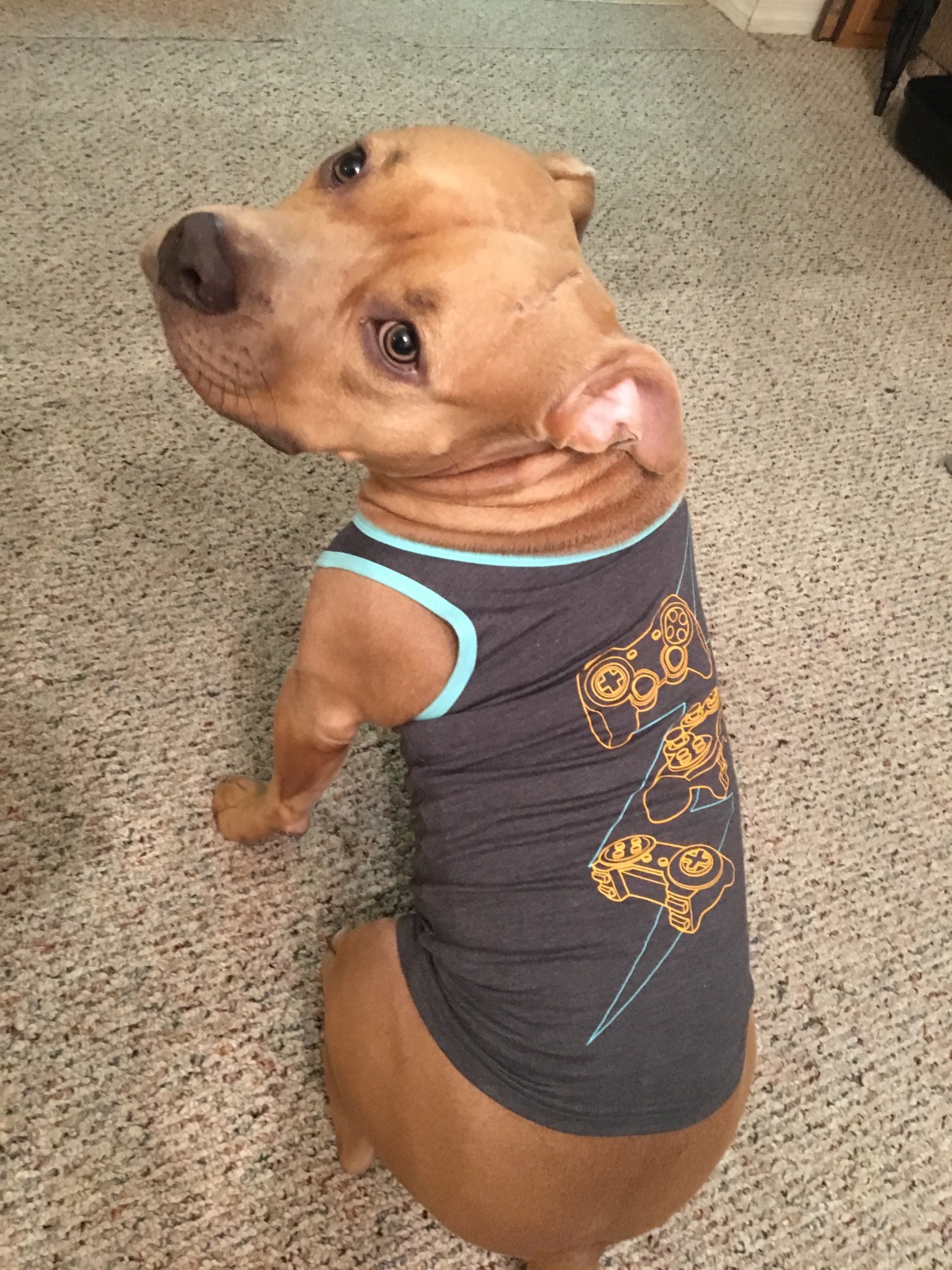 dilfweed:  Me and @agrumpymonkey interrupt your newsfeed with an impromptu doggy