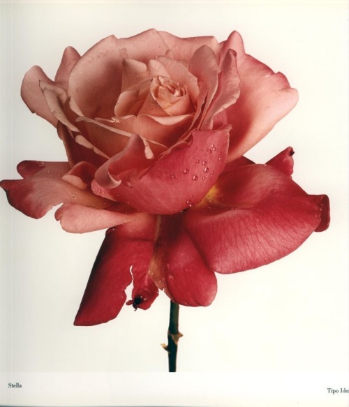 novr:  Irving Penn 