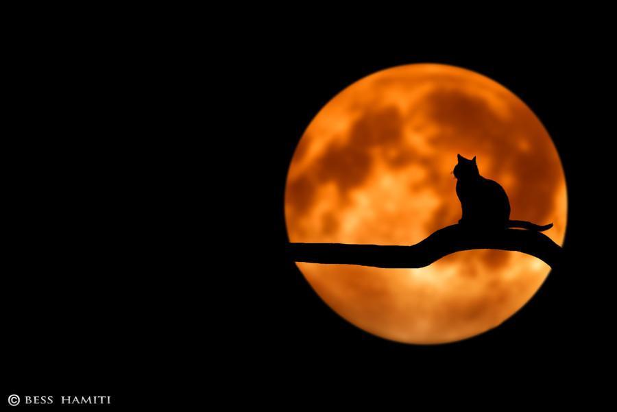 magicalnaturetour: Cat by Bess Hamiti Goodnight my loves.