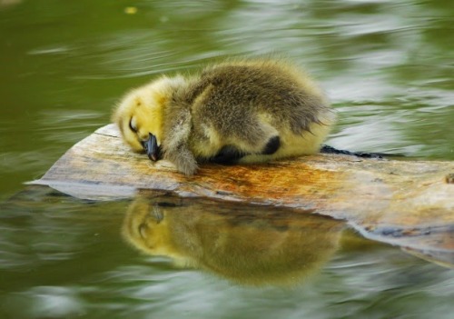 awwww-cute:  sleepy little guy