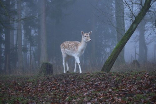 90377: Foggy memories of January by @90377Instagram | Etsy shop