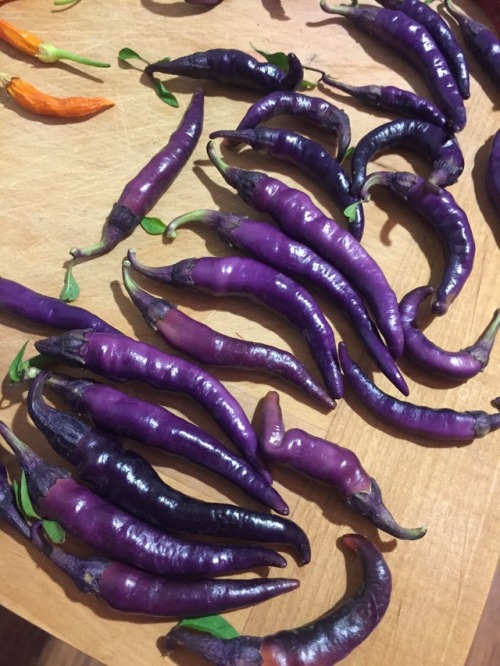 Peppers! Purple, orange, red and maroon. All grown in containers.