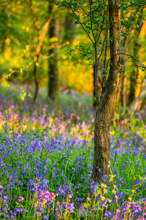 llbwwb:Golden Bluebells (by paulwynn-mackenzie.co.uk)