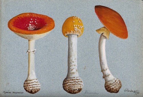 heaveninawildflower:Studies of the fly agaric fungus (Amanita muscaria). Watercolours (circa 1890-