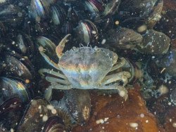 daily-crabbys:Today&rsquo;s crab is: smooth