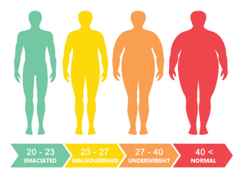 big-n-large: A BMI chart fit for feedees and gainers.