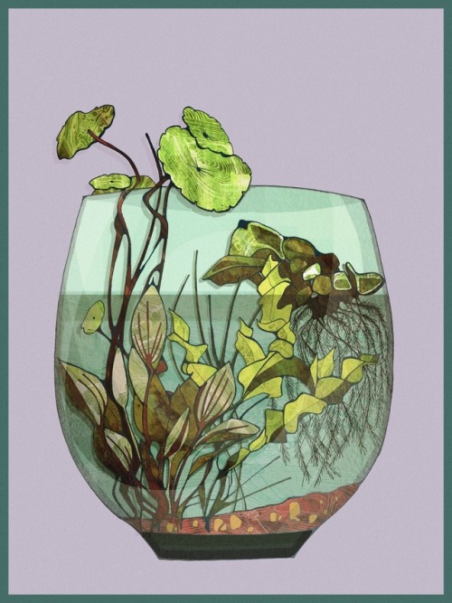 lifeasillustrated:Water terrarium