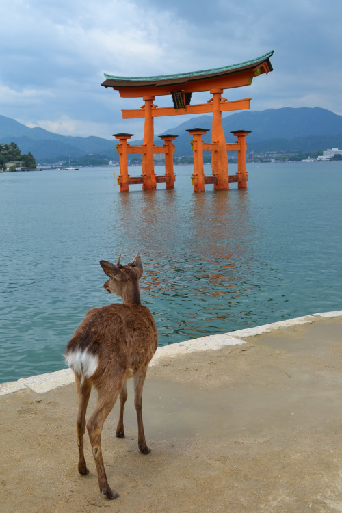 torii gate