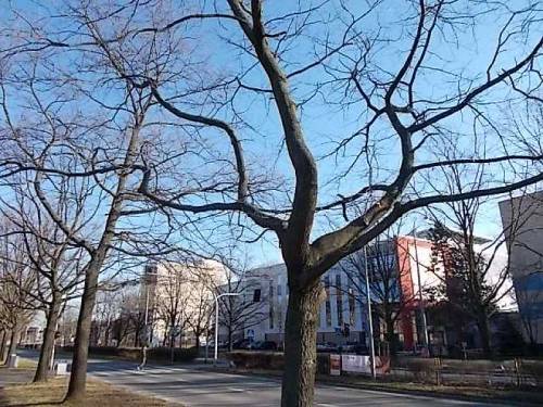 Trees at Kamienna St. - Wroclaw, Poland.