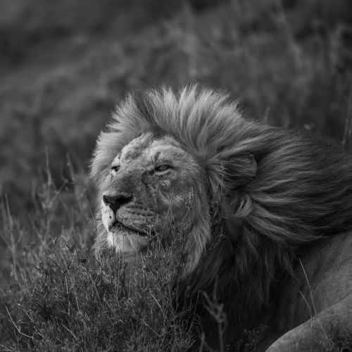 The Royal was resting under the grasses after his busy mating schedule in Serengeti Plains of Tanzan