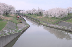 kvnai:    #00440648 かわらない桜　かわっても桜 by   Kazuhiro Anzawa