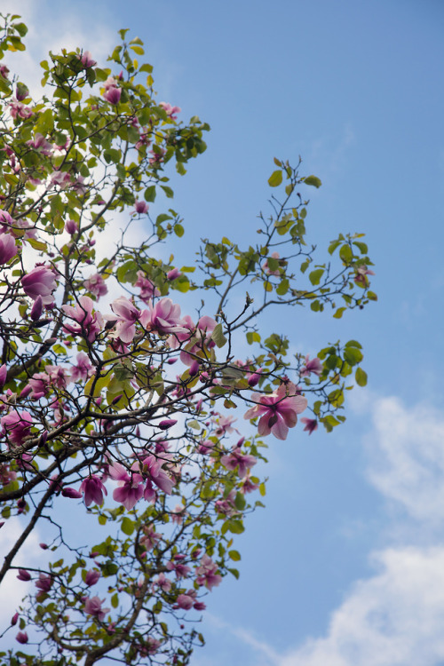 magnolia bloom at golden gate parkPhoto by Mina Seville