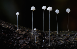 botanyc:  nubbsgalore:  you don’t need psilocybin to put the fun in fungi. photos by steve axford. click picture for individual fungal species shown.   Omfg srsly