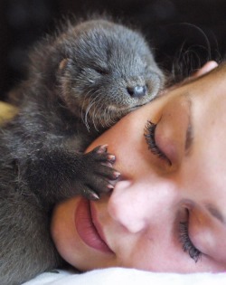 dailyotter:  Otter Pup Cuddles Up to Human