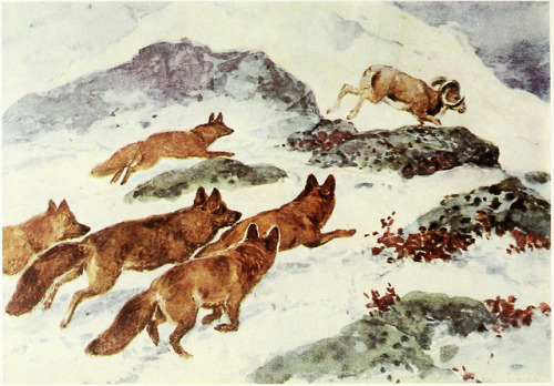 wintersglory: Asiatic wild dogs (Cuon alpinus) pursuing mountain sheep (Ovis ammon), illustration by