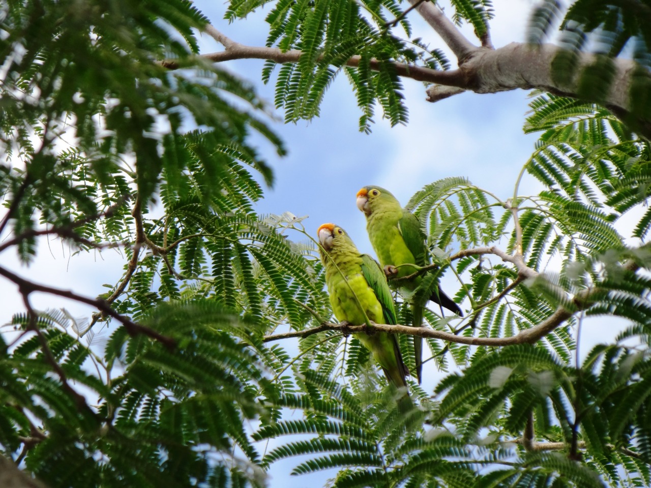 mango–oasis: mango–oasis:Liberia, Costa Rica - Tumblr Pics