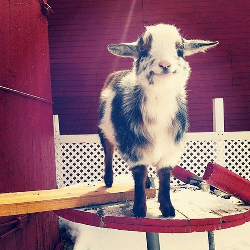 unamusedsloth:Baby goats aka kids are for everyone.