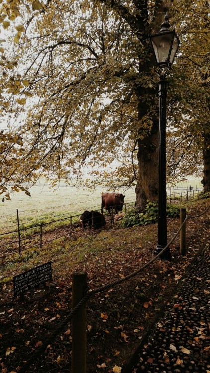 bloomsburys - King’s College was the epitome of autumnal as I...