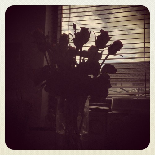 Pictures Of Flowers Taken Throughout The Year (Plus A Snail My Nephew Adopted)