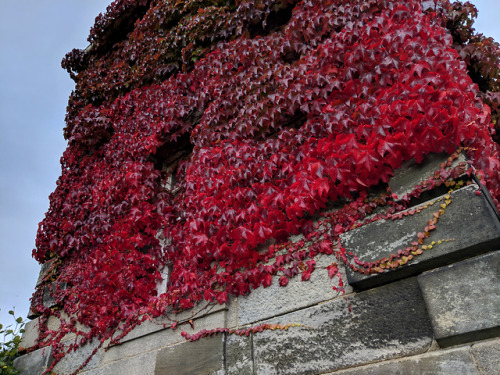 regnum-plantae: Parthenocissus tricuspidata, Vitaceae If you walk in the gardens of Pollock House du