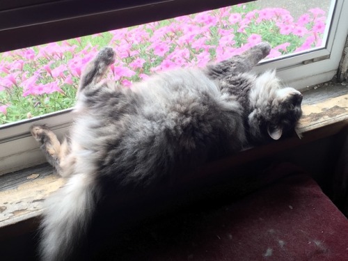humming-the-bassline:please look at the way my cat is laying in the window