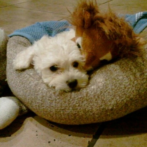 seoul-dive:  Jessie’s new puppy. Oh my gosh, what a cutie ^-^