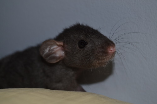 andthentherewasarat:baby rats are cute &lt;3