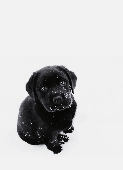 Hi he needs love